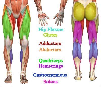 As the largest muscle of the gluteal region, gluteus maximus is a powerful muscle involved in both gluteus maximus lies superficial to the other gluteal muscles. Pin on Fit yes!, Skinny no thanks