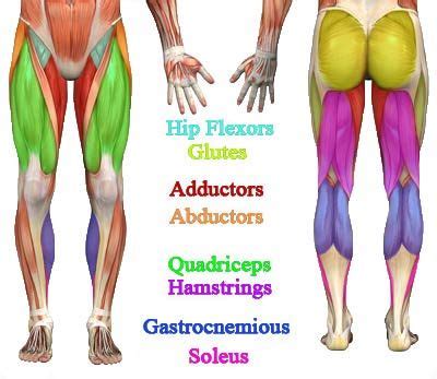 • anatomy of the glutes • functions of the glutes at the hip • the shortcoming of most training programs • progression and preventing knee valgus • simple solution. Pin on Fit yes!, Skinny no thanks