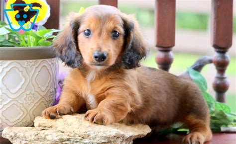 They are raised around our family and our other fury family members and are socialized from birth. Rocky | Dachshund - Miniature Puppy For Sale | Keystone ...