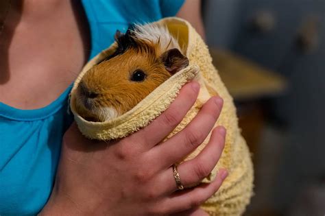 How To Bathe A Guinea Pig Easy Step By Step Guide With Pictures