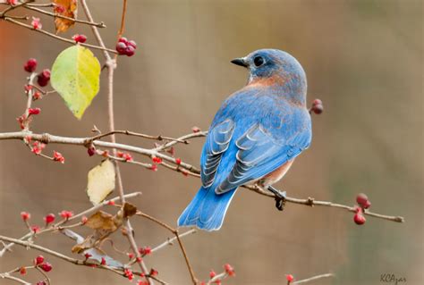 Bluebirds In North Carolina The Ultimate Resource Bluebird Landlord