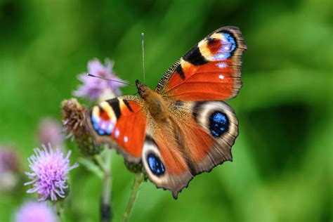 30 Peacock Butterfly Facts Too Beautiful To Miss