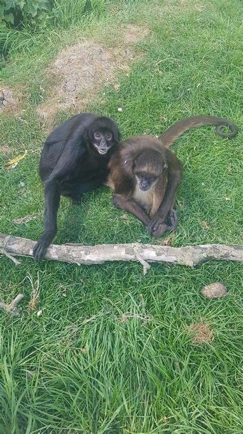 Deeping St James Exotic Pet Refuge We Cant And Wont Let The