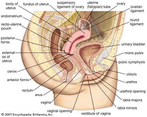 Vagina Description Functions And Facts