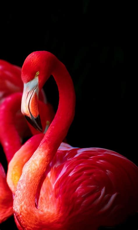Beautiful Flamingos Bonito Bird Birds Nature Pink Hd Phone