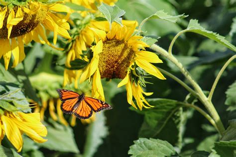 Monarch Butterfly Flying In A Sunflower Field Birds And