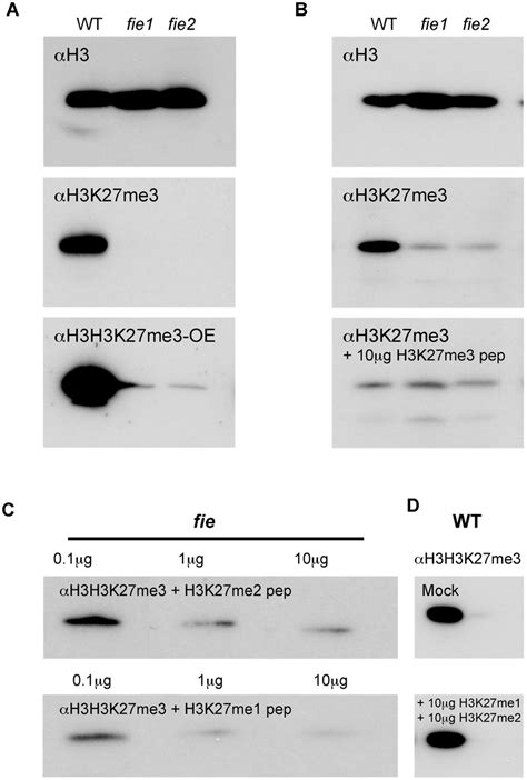 Western Blot Detection Of The H3k27me3 Mark Western Blot Analysis Of