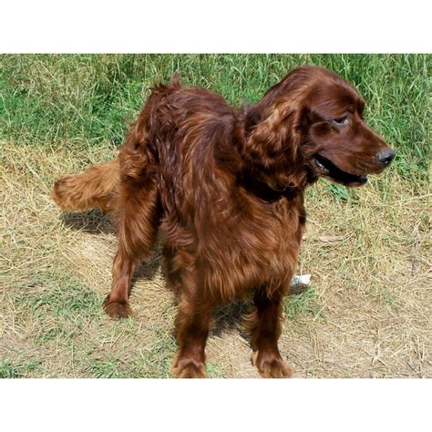 Your gentlemen's foot hunting english setter's that hunt for you at a close range. Puppies for sale - Irish Setter, Irish Setters - ##f ...