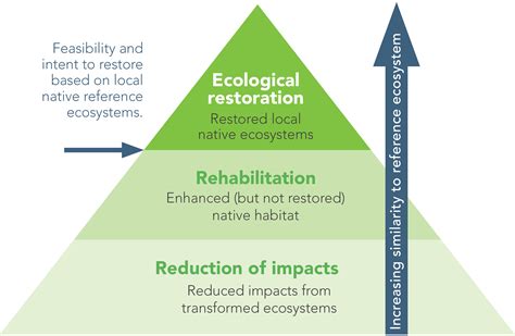 La Restauración Ecológica Recuperando Los Ecosistemas Dañados