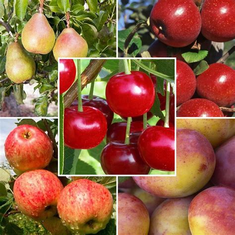 Mixed Fruit Orchard Discounted Orchard Pack Apples Plums And Pears