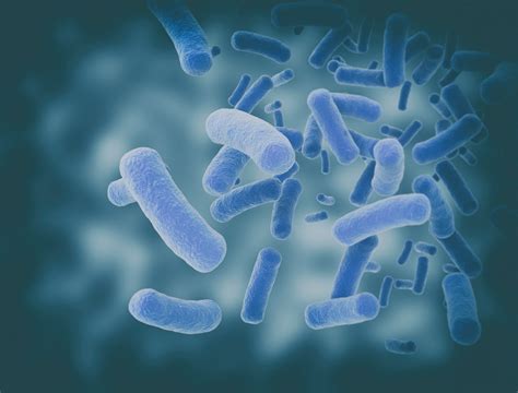 Study Probes Gut Microbiome Alterations Probiotics In Als Patients