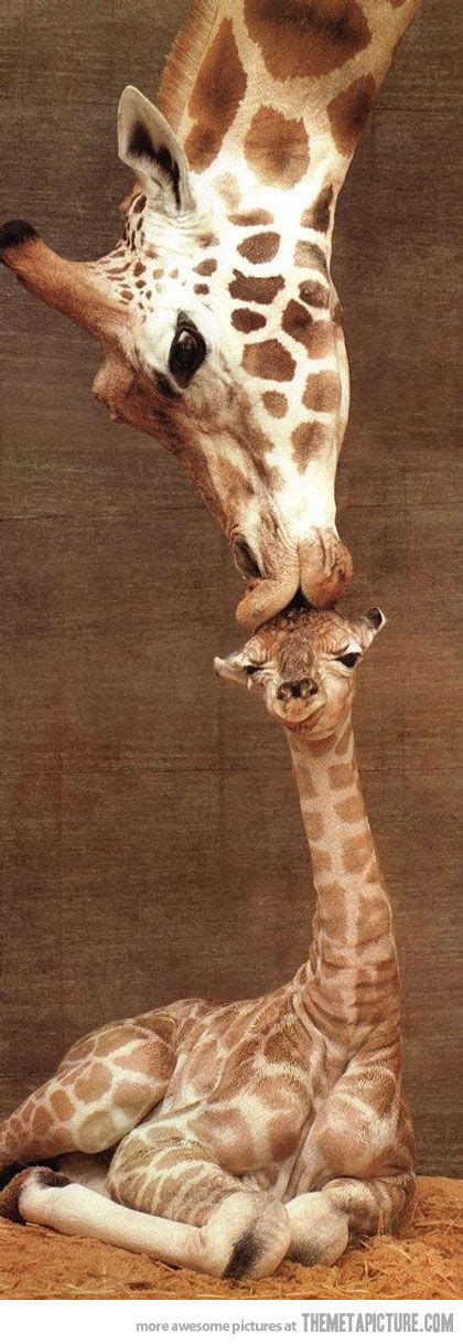 Giraffe Love Pictures Photos And Images For Facebook Tumblr