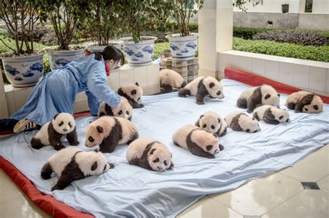 Inside The Not So Secret World Of Pandas