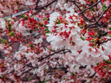 Zenitsu Cherry Blossom
