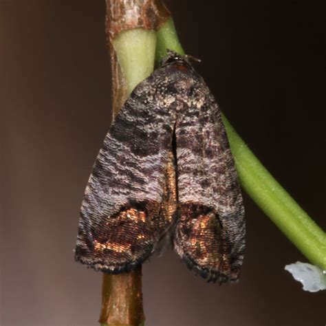 Cydia Pomonella The Codling Moth