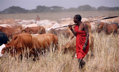 Tanzania Cattle Herders Earn Over 12bn From Animal Sales