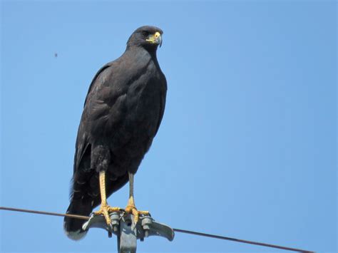 Great Black Hawk Ebird