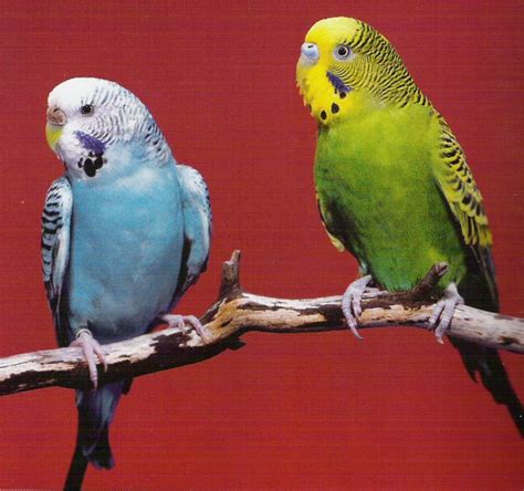 Raining Cats Dogs And Other Critters Parakeet Pet Birds Budgie