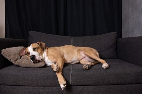 Premium Photo Dog Sleeping On The Couch Cute Staffordshire Terrier