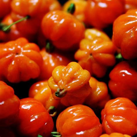 Extensiones de pestañas i ana bertarioni. Conhecendo Santos e o Mundo: Frutas, uma alegria para o ...