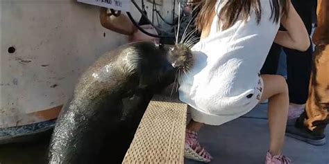 This Girl Might Have Seal Finger After Getting Bitten By A Sea Lion