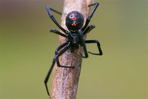Top Der Gef Hrlichsten Spinnen Der Welt Fotos Videos Arten