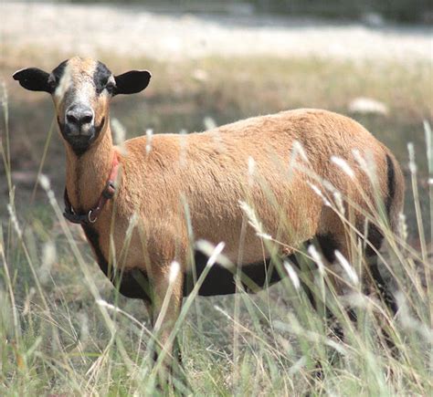 Barbados Blackbelly Sheep Uses And Best 15 Facts