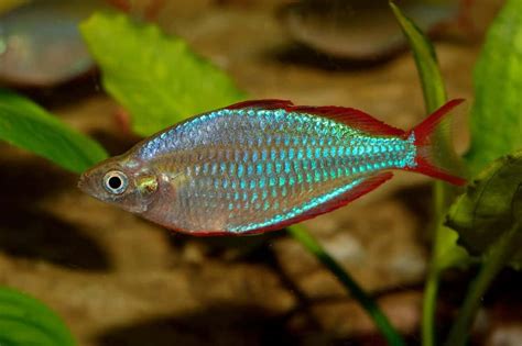 10 Different Types Of Rainbowfish