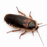 Cockroach Varieties Pictures
