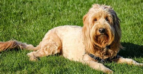 The ash it a little high at 9%, but it does contain omega 3 for healthy coats and eyes. Top 5 Choices Best Food For Goldendoodle Puppy (Plus ...