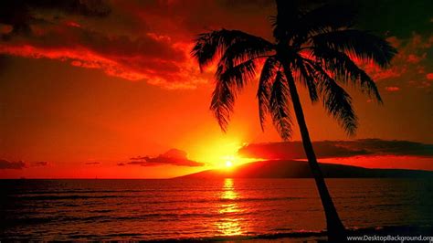 Red Sunset And Palm Beach Beach And Background Hd Wallpaper Pxfuel