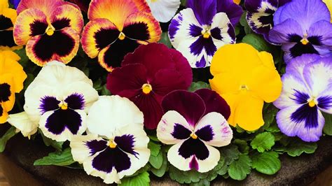 How To Grow And Care Pansy Plant Youtube