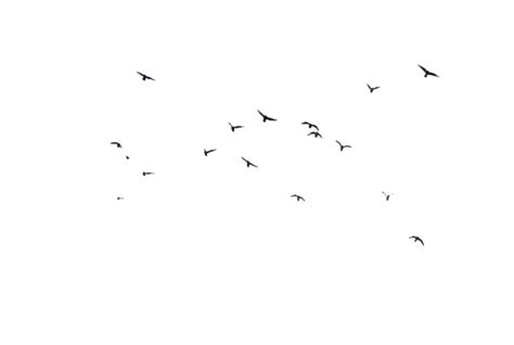 Birds 07 Png Stock By Selunia On Deviantart