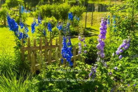 Wild Northwest Beauty Photography Pacific Northwest Flowers Pacific