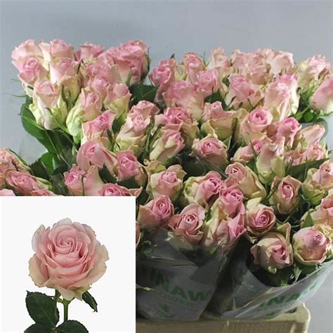 Rose Bisou 60cm Wholesale Dutch Flowers And Florist Supplies Uk