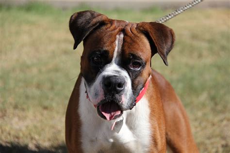 Boxer Puppies For Adoption In Az Puppies