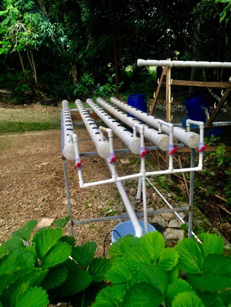 3 Important Steps To Build A Nft Hydroponics System Taíno Farm