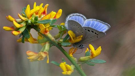 Rediscovering The Palos Verdes Blue Butterfly