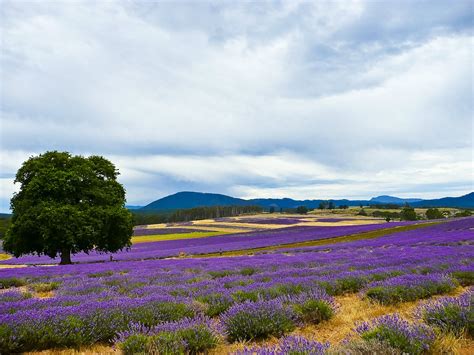 Purple Petaled Flower Field Near Tree And Mountain Cliff During Daytime