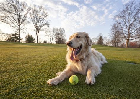 Top 8 Dog Parks In Maryland The Dog People By
