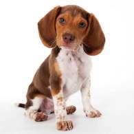 pocket beagle dog breed   pocket beagles
