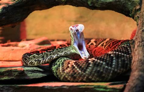 Es ist sehr aggressiv und sein angriff hat praktisch. Die giftigsten Schlangen der Welt auf einen Blick (Infografik)