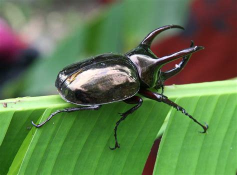 Learn About Nature | Three Horned Rhinoceros Beetle - Learn About Nature