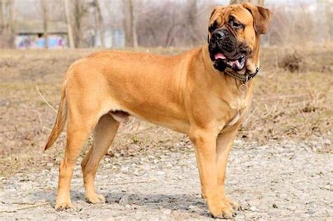 Bull Mastiff Ultimate Guide Health Personality And More