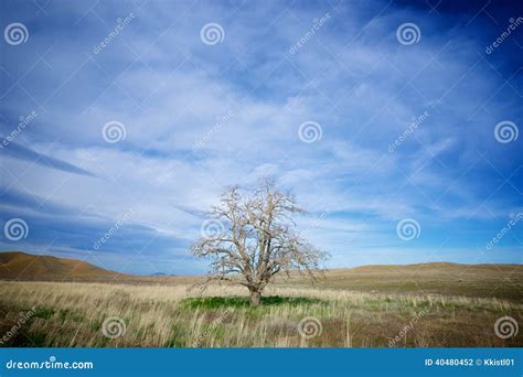 Lone Tree On Prairie Stock Photo Image Of Grass Lonely 40480452