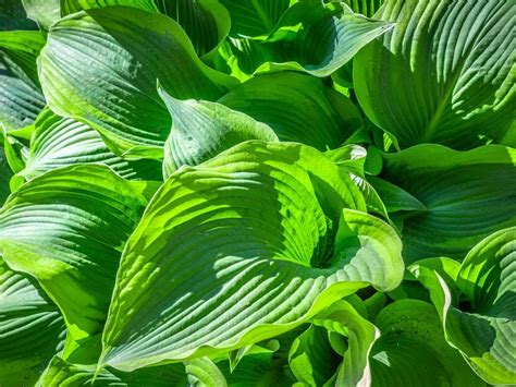 Tips And Information About Hostas Gardening Know How