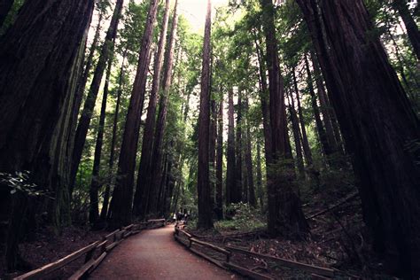 Redwood National Park San Francisco Explored Its Hard Flickr