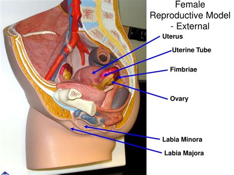 Female Reproductive System Lab Model Xxx Porn