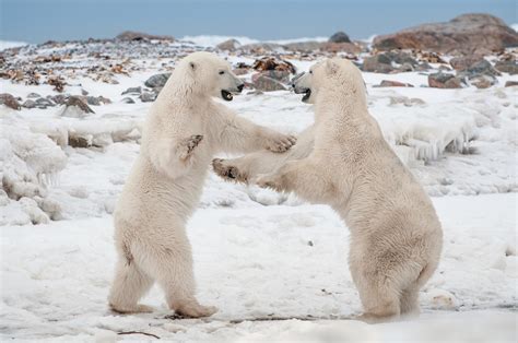Polar Bear Dance Sean Crane Photography