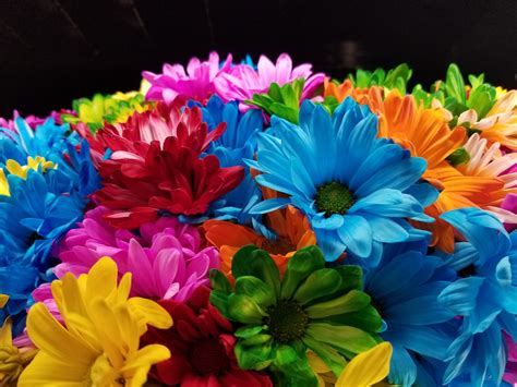Colorful Flowers Free Stock Photo Public Domain Pictures